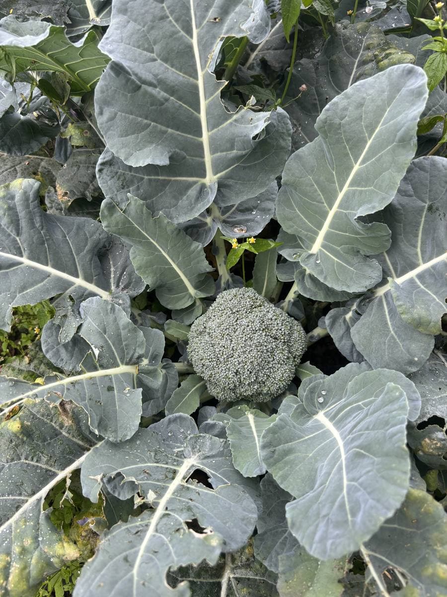 Close up of a broccoli head growing among large leaves